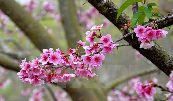 Ha Long cherry blossom festival 2016 to bloom