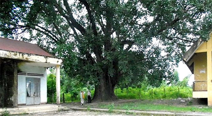 132 year-old Bodhi tree recognised as heritage tree