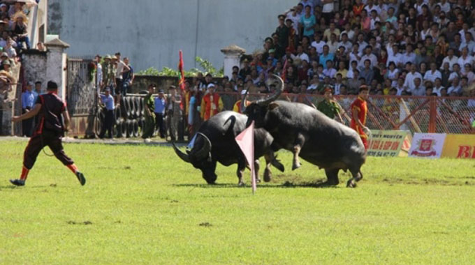 Do Son Buffalo Fighting Festival attracts large attendance