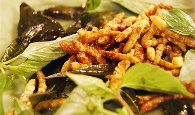 Bamboo worm, the unique food of Muong people in Thanh Hoa