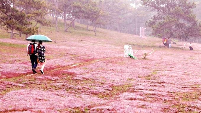 Second Lang Biang pink grass festival scheduled for late November