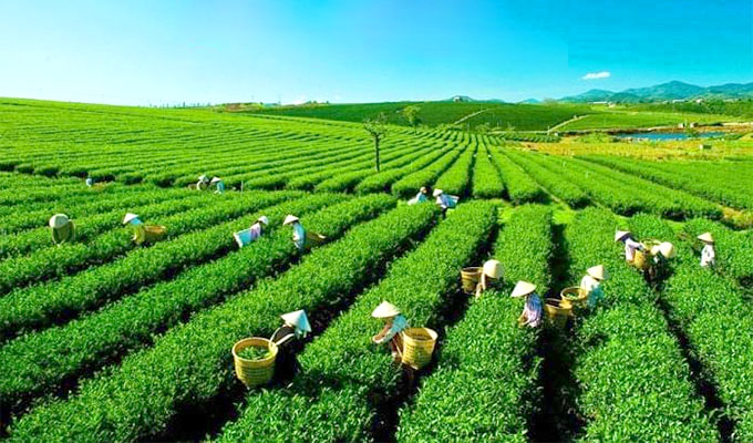 Festival promotes Thai Nguyen’s tea products