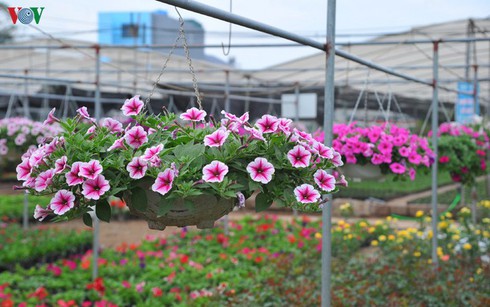 Flower villages busy for Tet