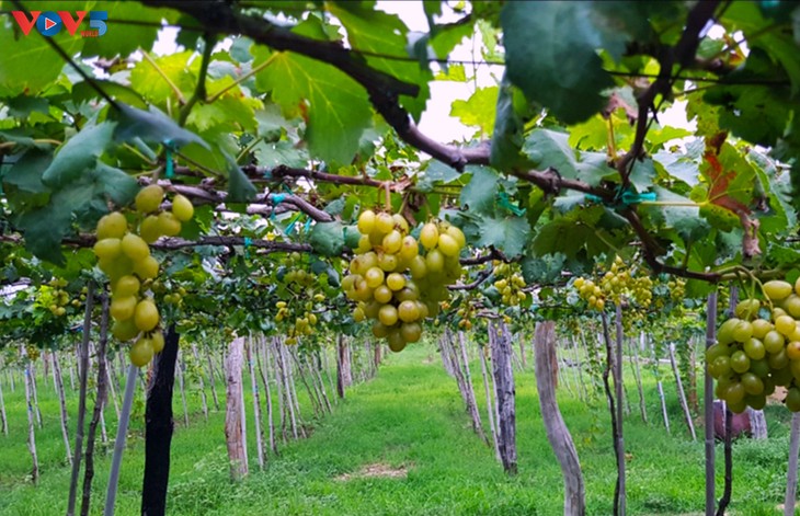 Ba Moi grape growing and eco-tourism model in Ninh Thuan province