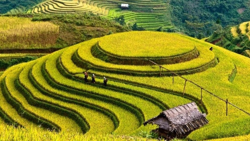 Mu Cang Chai planned to become a tourist district in the Northwestern region