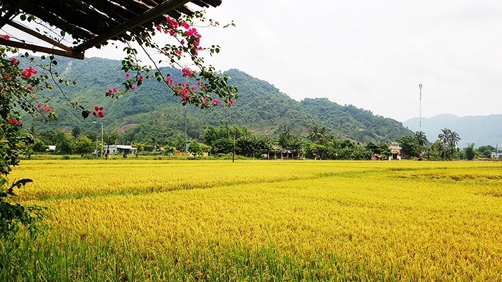 Visiting Da Nang’s commune of Hoa Bac during ripe rice season