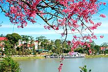 Dalat to be beautified with 600,000 cherry trees