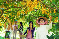 Binh Duong to host Lai Thieu Fruit Festival