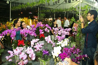 Phu My Hung Flower Festival rings in Tet