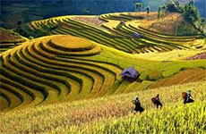 Yen Bai prepares to show off terraced fields to tourists