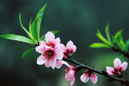 Peach Flower (Hoa Dao)